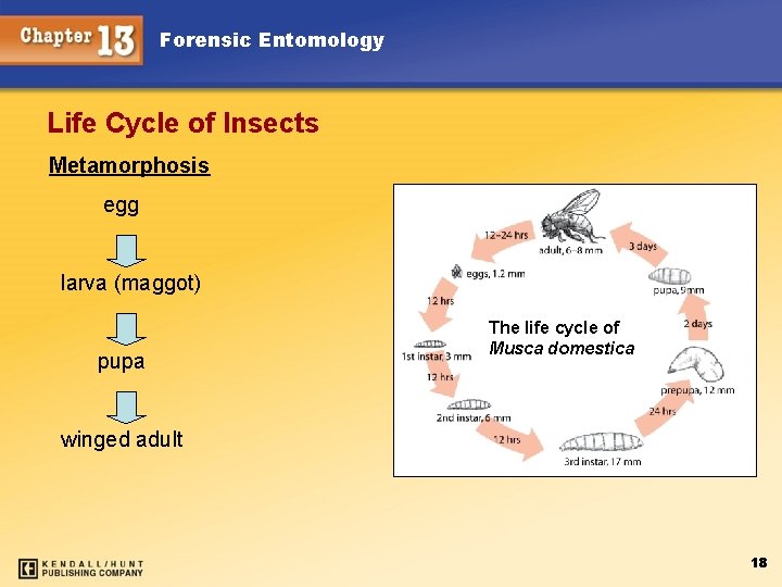 Forensic Entomology Life Cycle of Insects Metamorphosis egg larva (maggot) pupa The life cycle