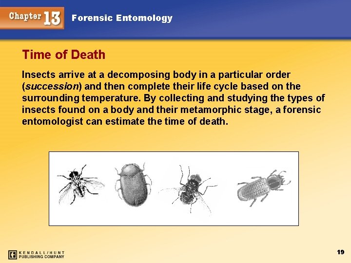 Forensic Entomology Time of Death Insects arrive at a decomposing body in a particular
