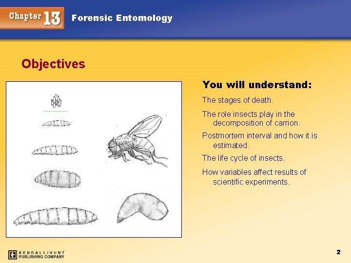 Forensic Entomology Objectives You will understand: The stages of death. The role insects play