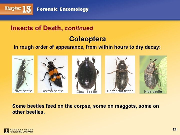 Forensic Entomology Insects of Death, continued Coleoptera In rough order of appearance, from within