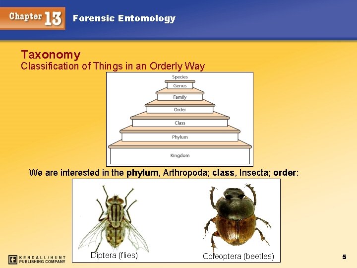 Forensic Entomology Taxonomy Classification of Things in an Orderly Way We are interested in