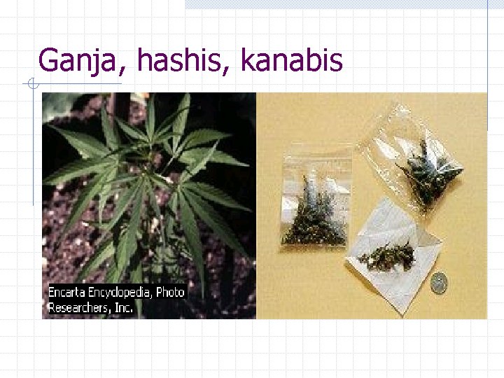 Ganja, hashis, kanabis 