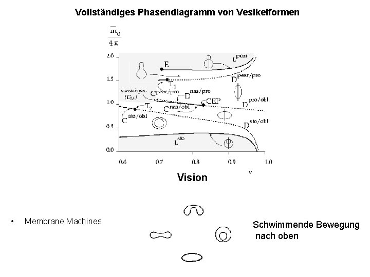 Vollständiges Phasendiagramm von Vesikelformen Vision • Membrane Machines Schwimmende Bewegung nach oben 