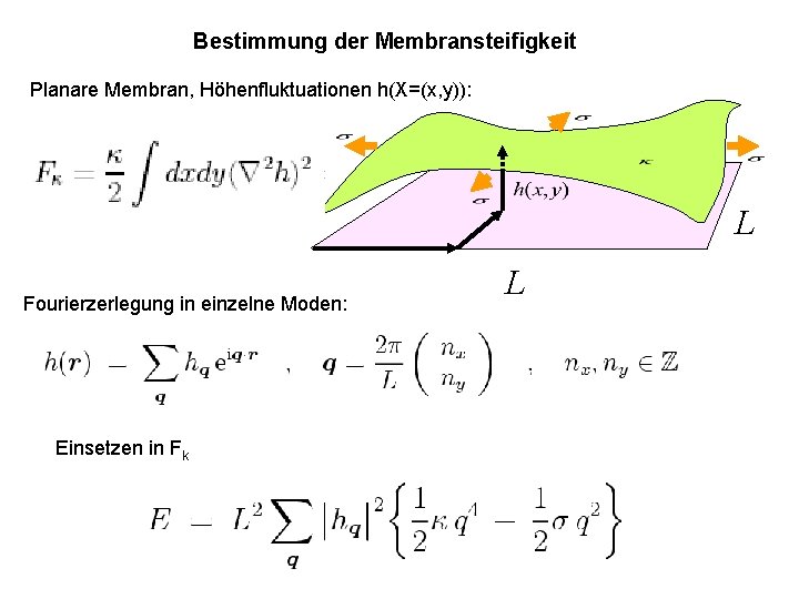 Bestimmung der Membransteifigkeit Planare Membran, Höhenfluktuationen h(X=(x, y)): L Fourierzerlegung in einzelne Moden: Einsetzen