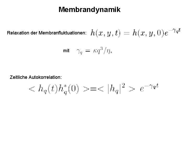 Membrandynamik Relaxation der Membranfluktuationen: mit Zeitliche Autokorrelation: 