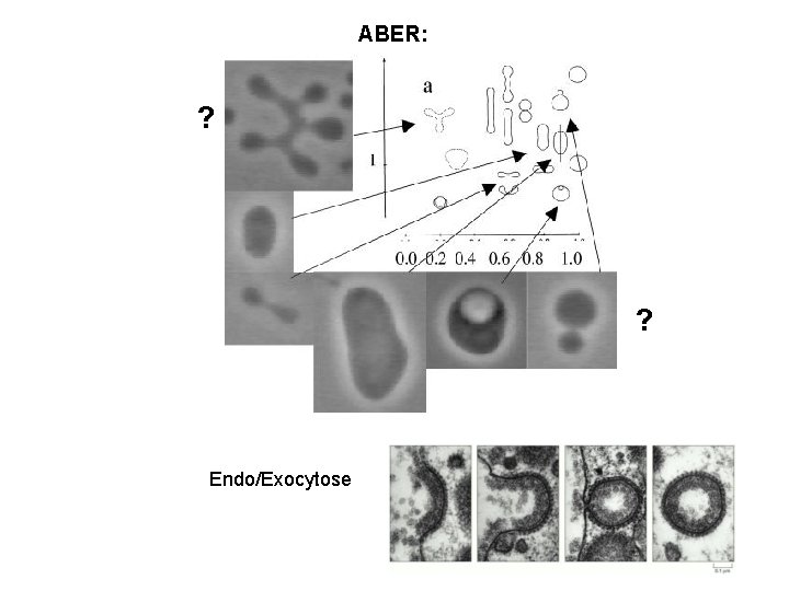 ABER: ? ? Endo/Exocytose 