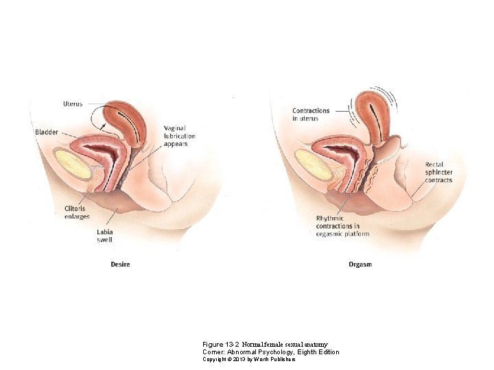 Figure 13 -2 Normal female sexual anatomy Comer: Abnormal Psychology, Eighth Edition Copyright ©