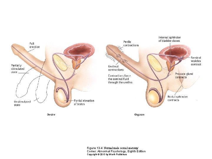 Figure 13 -4 Normal male sexual anatomy Comer: Abnormal Psychology, Eighth Edition Copyright ©