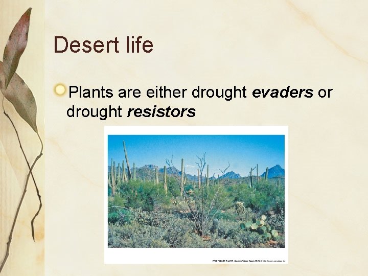 Desert life Plants are either drought evaders or drought resistors 