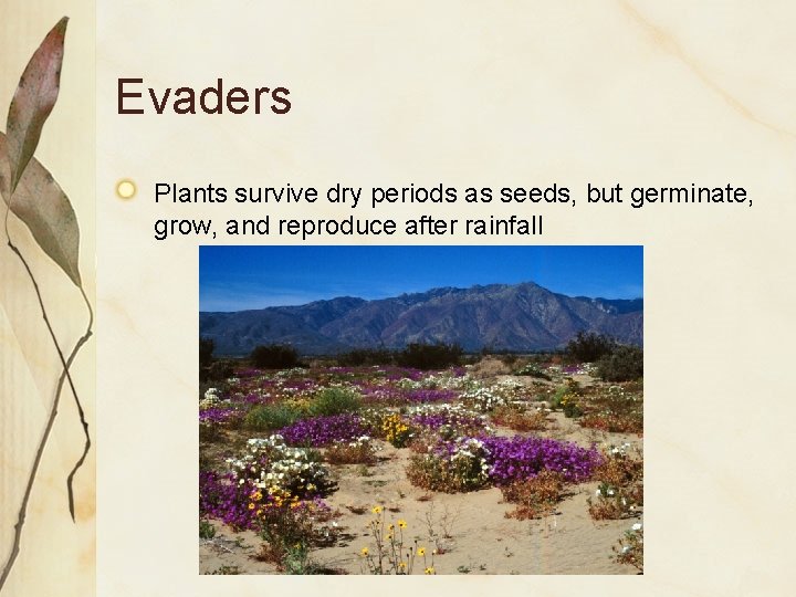 Evaders Plants survive dry periods as seeds, but germinate, grow, and reproduce after rainfall