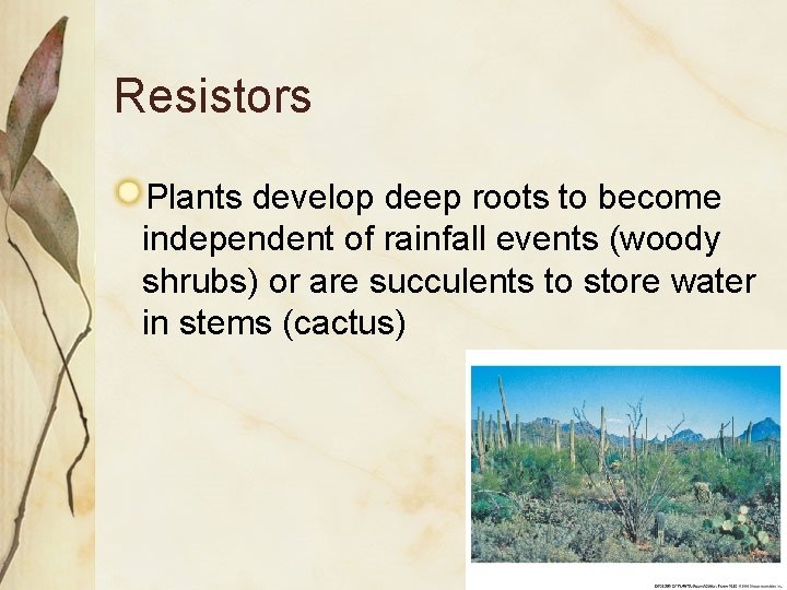 Resistors Plants develop deep roots to become independent of rainfall events (woody shrubs) or