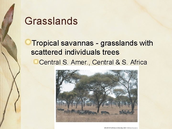 Grasslands Tropical savannas - grasslands with scattered individuals trees Central S. Amer. , Central