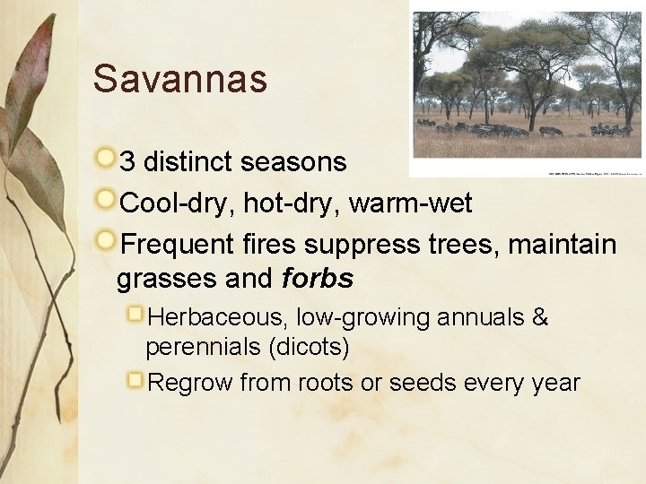 Savannas 3 distinct seasons Cool-dry, hot-dry, warm-wet Frequent fires suppress trees, maintain grasses and