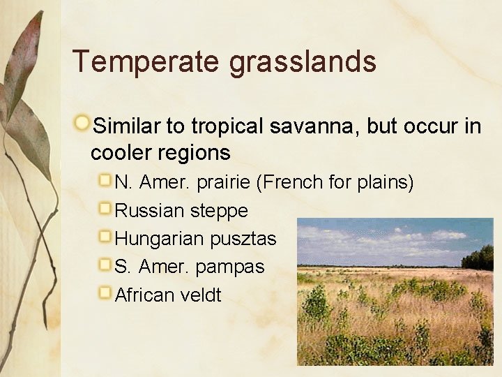 Temperate grasslands Similar to tropical savanna, but occur in cooler regions N. Amer. prairie