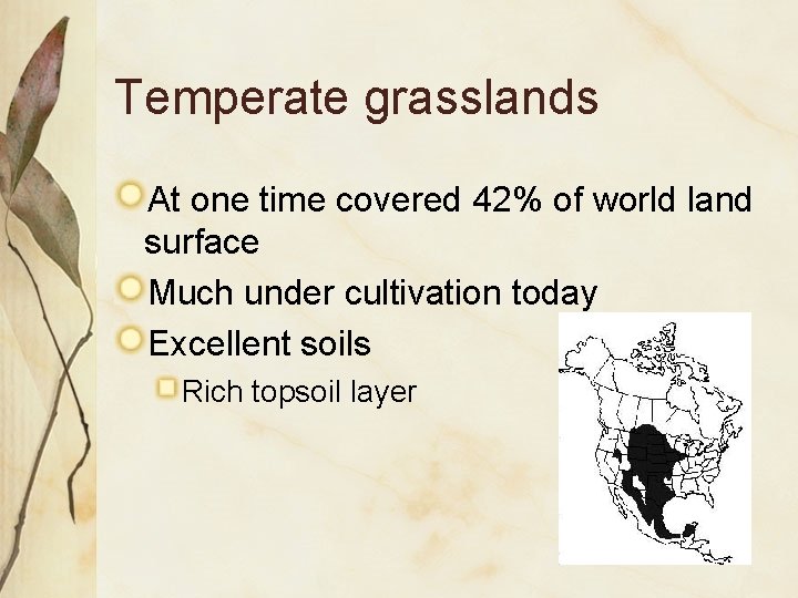 Temperate grasslands At one time covered 42% of world land surface Much under cultivation