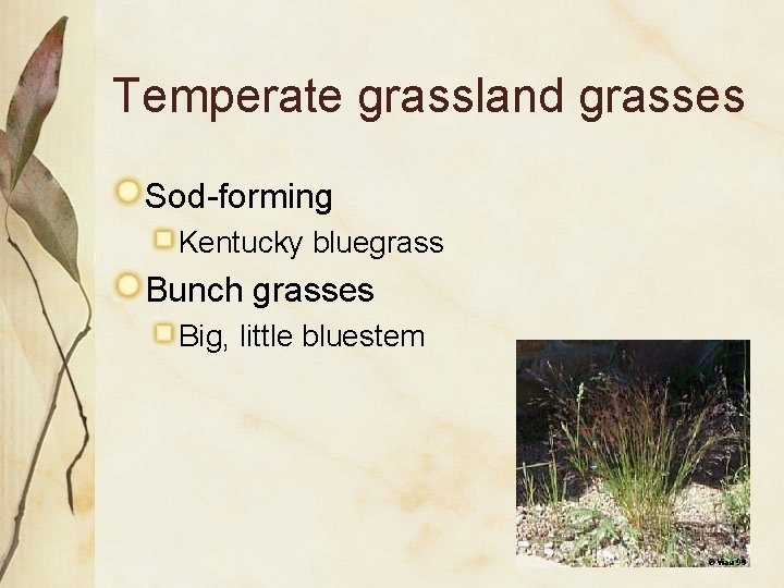 Temperate grassland grasses Sod-forming Kentucky bluegrass Bunch grasses Big, little bluestem 
