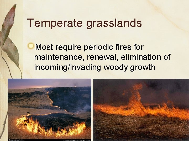 Temperate grasslands Most require periodic fires for maintenance, renewal, elimination of incoming/invading woody growth