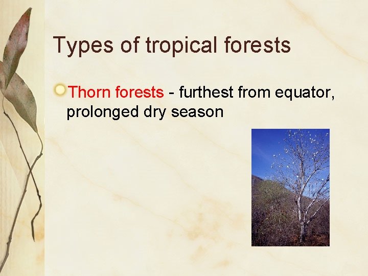 Types of tropical forests Thorn forests - furthest from equator, prolonged dry season 