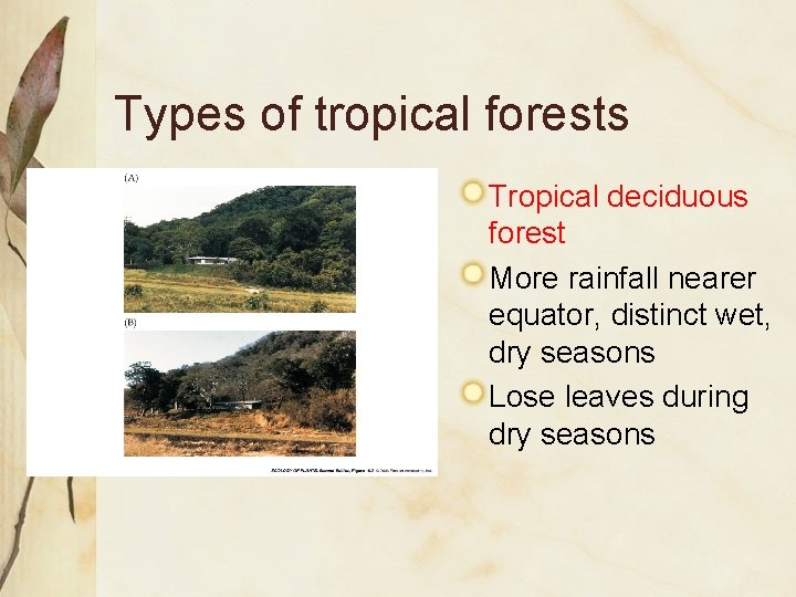 Types of tropical forests Tropical deciduous forest More rainfall nearer equator, distinct wet, dry