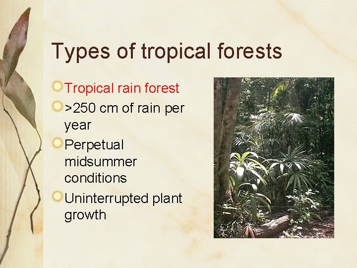 Types of tropical forests Tropical rain forest >250 cm of rain per year Perpetual