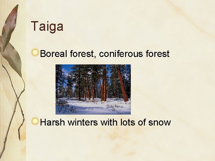 Taiga Boreal forest, coniferous forest Harsh winters with lots of snow 
