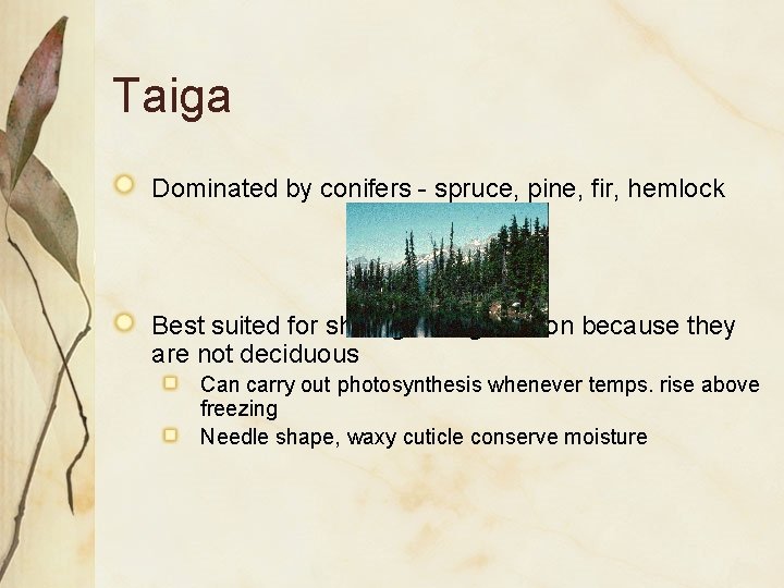 Taiga Dominated by conifers - spruce, pine, fir, hemlock Best suited for short growing