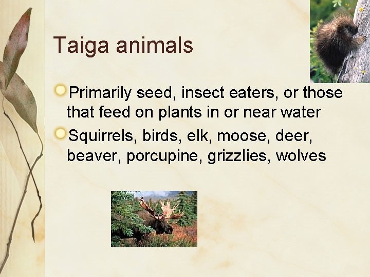 Taiga animals Primarily seed, insect eaters, or those that feed on plants in or