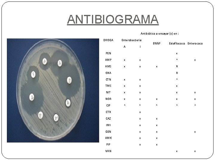 ANTIBIOGRAMA Antibiótico a ensayar (x) en : DROGA Enterobacteria A PEN AMP x AMS