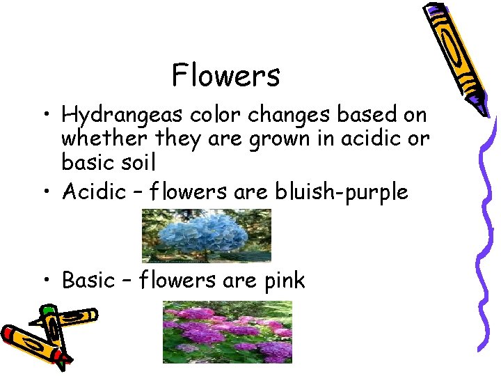 Flowers • Hydrangeas color changes based on whether they are grown in acidic or