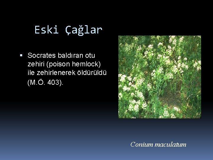 Eski Çağlar Socrates baldıran otu zehiri (poison hemlock) ile zehirlenerek öldürüldü (M. Ö. 403).