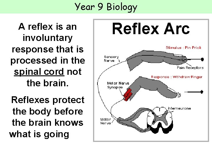 Year 9 Biology A reflex is an involuntary response that is processed in the
