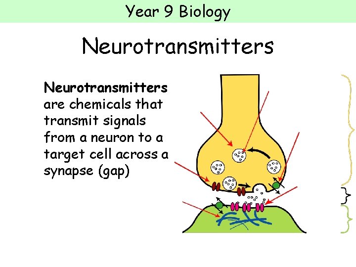 Year 9 Biology Neurotransmitters are chemicals that transmit signals from a neuron to a