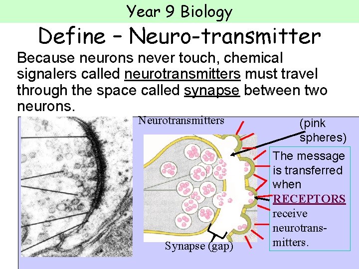 Year 9 Biology Define – Neuro-transmitter Because neurons never touch, chemical signalers called neurotransmitters