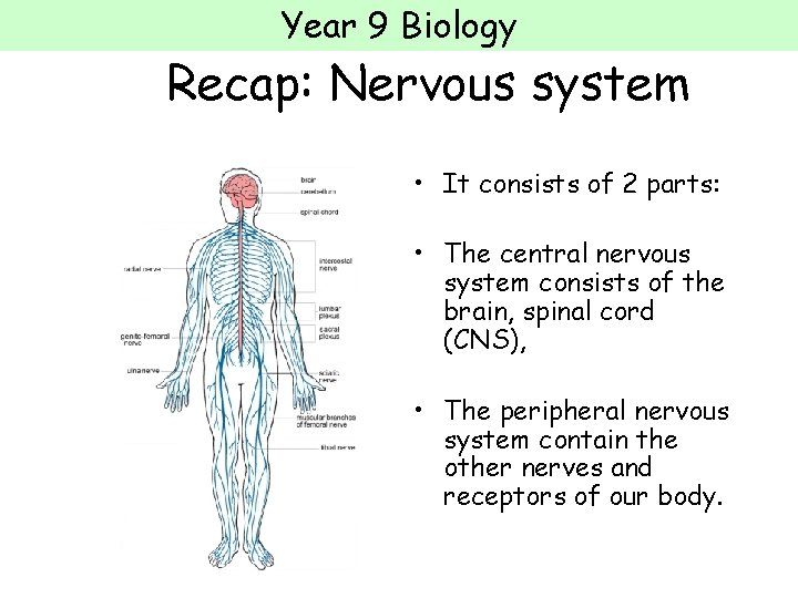 Year 9 Biology Recap: Nervous system • It consists of 2 parts: • The