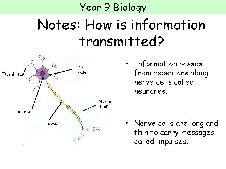 Year 9 Biology Notes: How is information transmitted? • Information passes from receptors along