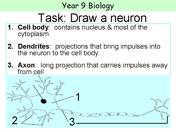Year 9 Biology Task: Draw a neuron 1. Cell body: contains nucleus & most