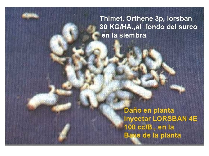 Thimet, Orthene 3 p, lorsban 30 KG/HA. , al fondo del surco en la