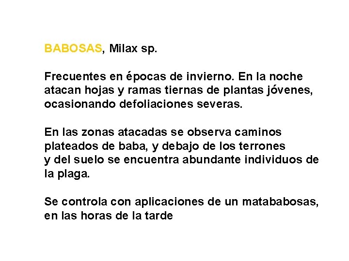 BABOSAS, Milax sp. Frecuentes en épocas de invierno. En la noche atacan hojas y