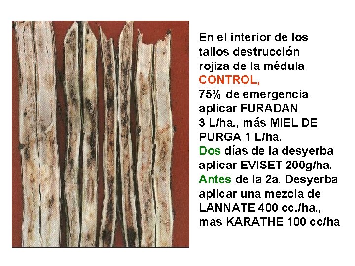 En el interior de los tallos destrucción rojiza de la médula CONTROL, 75% de