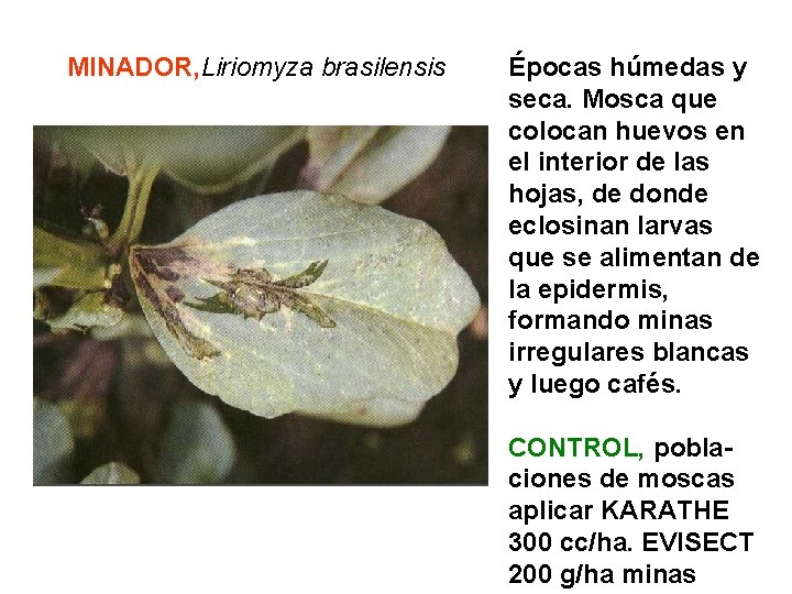 MINADOR, Liriomyza brasilensis Épocas húmedas y seca. Mosca que colocan huevos en el interior