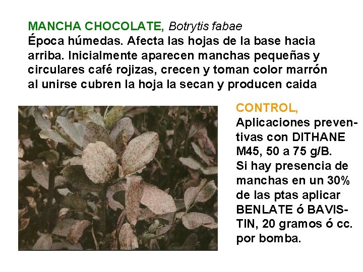 MANCHA CHOCOLATE, Botrytis fabae Época húmedas. Afecta las hojas de la base hacia arriba.