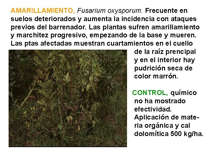 AMARILLAMIENTO, Fusarium oxysporum. Frecuente en suelos deteriorados y aumenta la incidencia con ataques previos