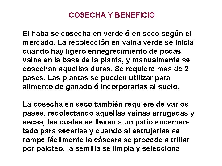 COSECHA Y BENEFICIO El haba se cosecha en verde ó en seco según el