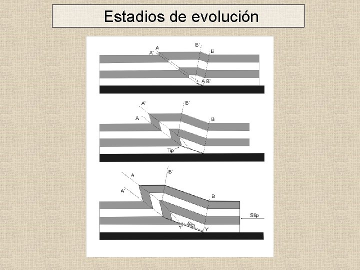 Estadios de evolución 