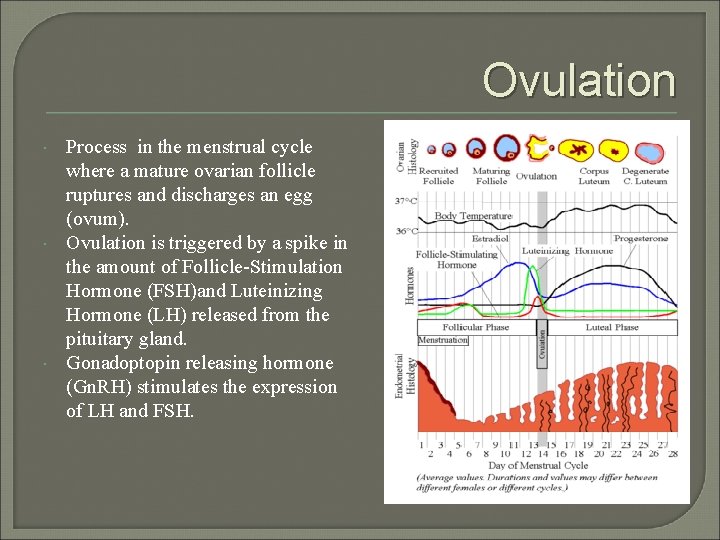 Ovulation Process in the menstrual cycle where a mature ovarian follicle ruptures and discharges