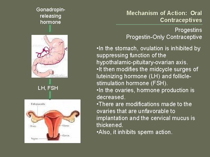 Gonadropinreleasing hormone Mechanism of Action: Oral Contraceptives Progestin-Only Contraceptive LH, FSH • In the