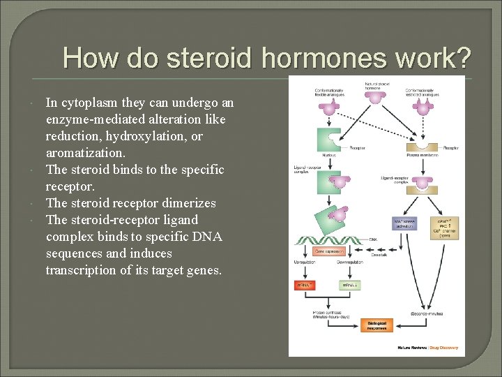 How do steroid hormones work? In cytoplasm they can undergo an enzyme-mediated alteration like