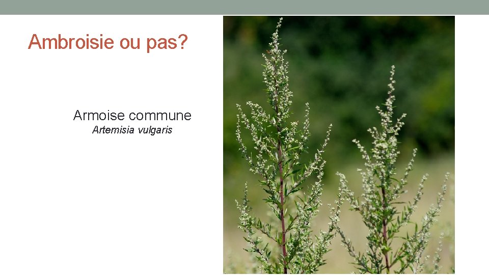 Ambroisie ou pas? Armoise commune Artemisia vulgaris 