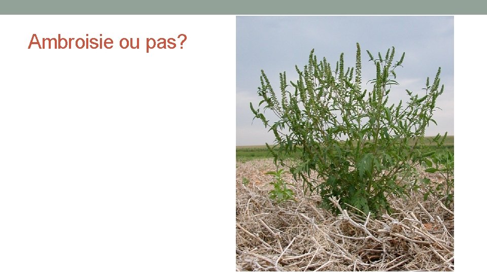 Ambroisie ou pas? 