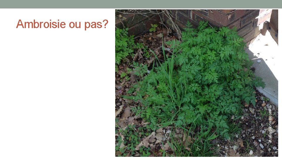 ©Jean gabriel Boselli Ambroisie ou pas? 